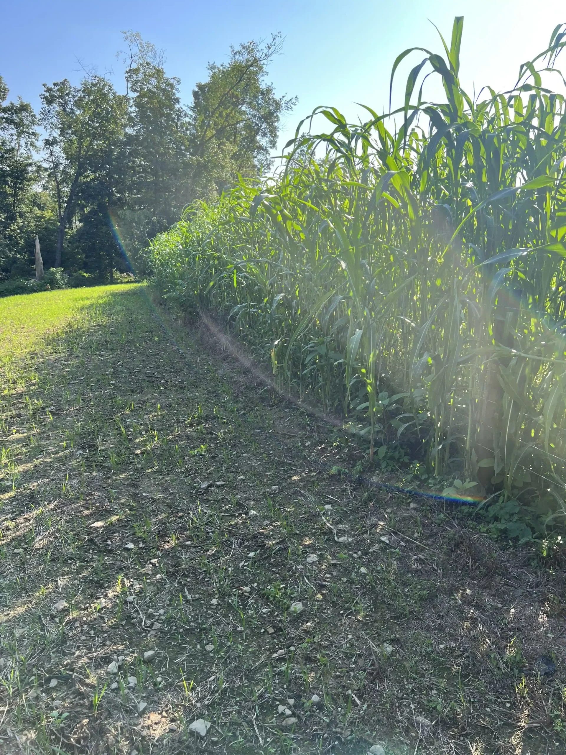 Egyptian wheat (screening)