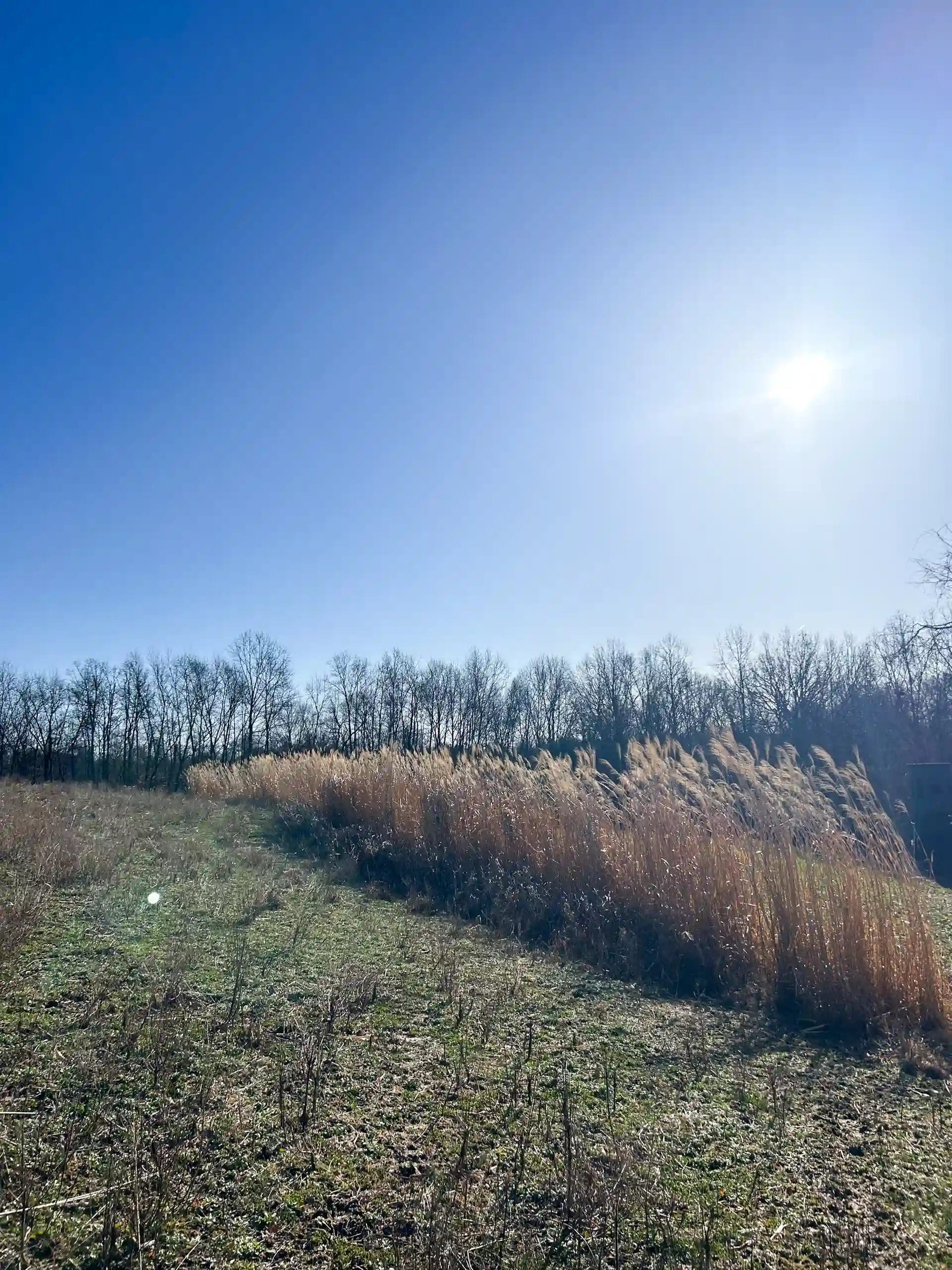 Winter time Miscanthus