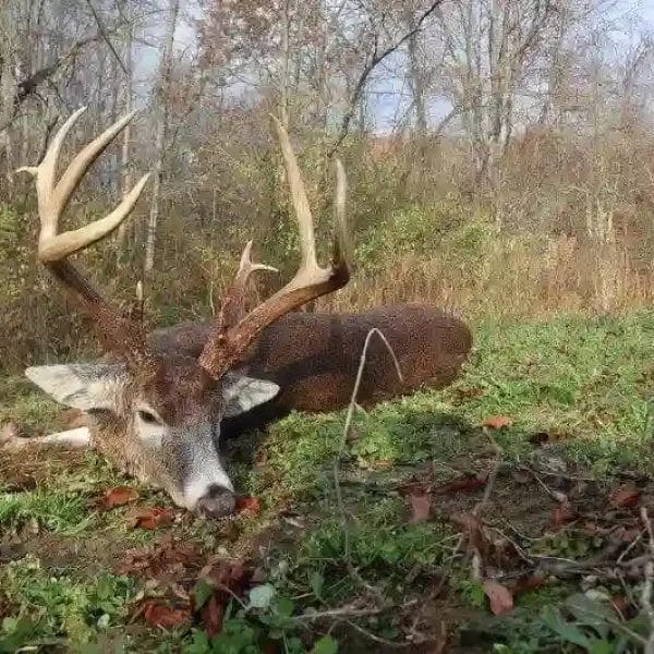 Buck 1
